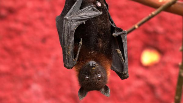 Chauve-souris | © Pixabay