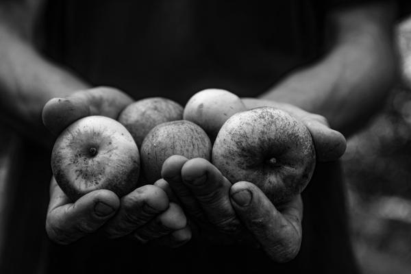 Pommes et mains | © Cidrerie Viard